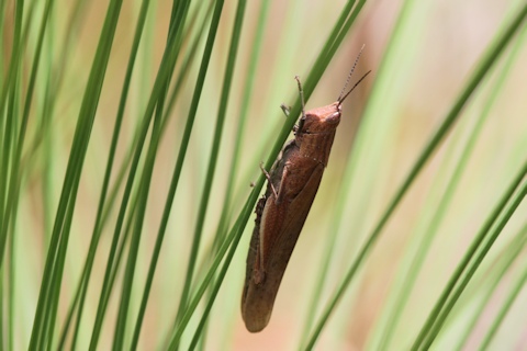 Pyrgomorph Grasshopper (Pyrgomorphidae sp)